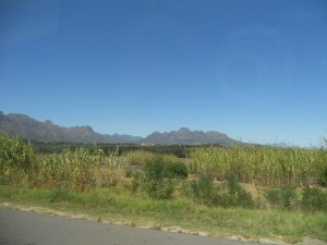 Stellenbosch View
